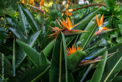 Papier peint  Bright blossom of Strelitzia reginae. Vibrant crane flower, bird of paradise, or isigude with striking orange, blue petals in Botanical garden, Tenerife. Dramatic plant in family Strelitziaceae.