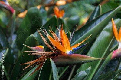 Papier peint  Bright blossom of Strelitzia reginae. Vibrant crane flower, bird of paradise, or isigude with striking orange, blue petals in Botanical garden, Tenerife. Dramatic plant in family Strelitziaceae.