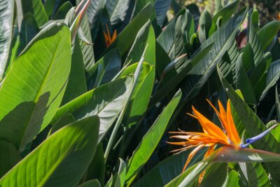 Papier peint  bright orange flower of a tropical plant on a background of green foliage. strelitzia