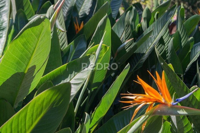 Papier peint  bright orange flower of a tropical plant on a background of green foliage. strelitzia