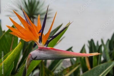 Papier peint  Bright orange flower of Strelitzia on green leaves background and white wall