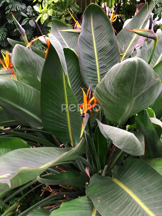 Papier peint  Bright orange flower with lush foliage
Exotic flower strelitzia colourful plant. Strelitzia reginae, commonly known as crane or bird of paradise, is a species of flowering plant native to South Africa