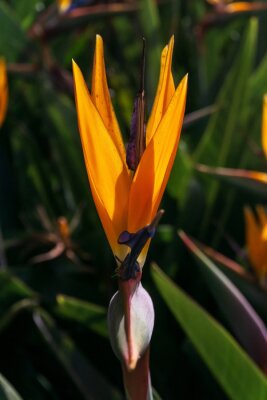 Papier peint  Bright orange strelitzia flower in the sun