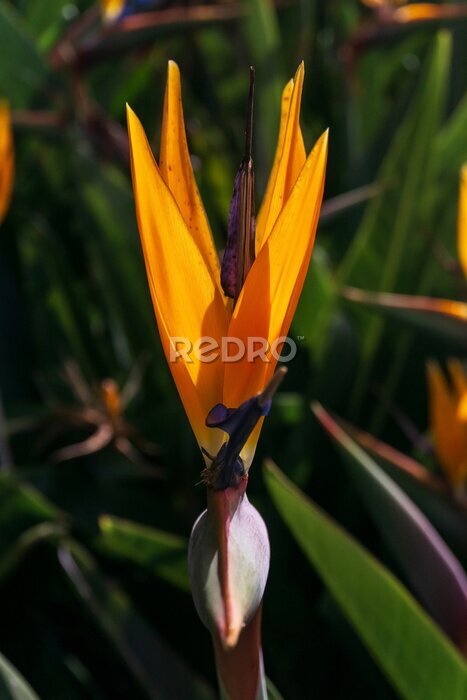 Papier peint  Bright orange strelitzia flower in the sun