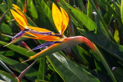 Papier peint  Bright orange strelitzia flowers in the sun