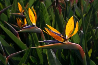 Papier peint  Bright orange strelitzia flowers in the sun