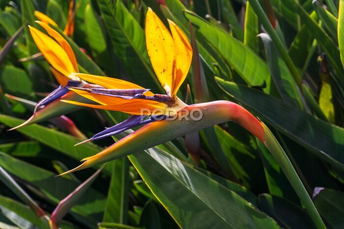 Papier peint  Bright orange strelitzia flowers in the sun