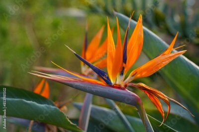 Papier peint  bright Strelitzia reginae flower