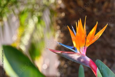 Papier peint  Bright Strelitzia Reginae Flower Against Soft Background Lighting