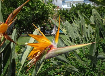Papier peint  bright yellow orange tropical flower on a blurred background, the name of the flower is Strelitzia or bird of paradise