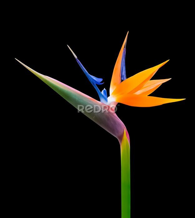 Papier peint  brightly colored bird of paradise flower closeup isolated on a black background