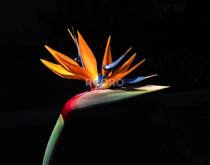 Papier peint  brightly colored bird of paradise flower closeup light and shadow effect cutout isolated on a black background