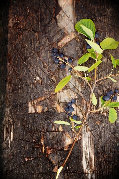 Papier peint  Brin de myrtille