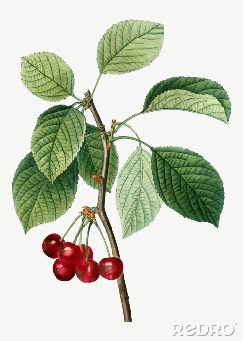 Papier peint  Brindille de cerisier avec une grappe de fruits