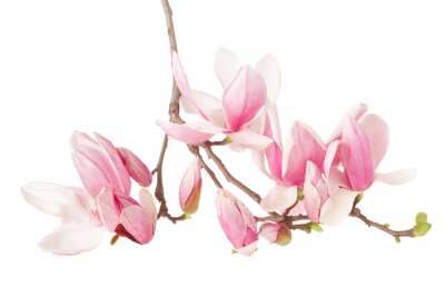 Brindille de magnolia rose sur fond blanc