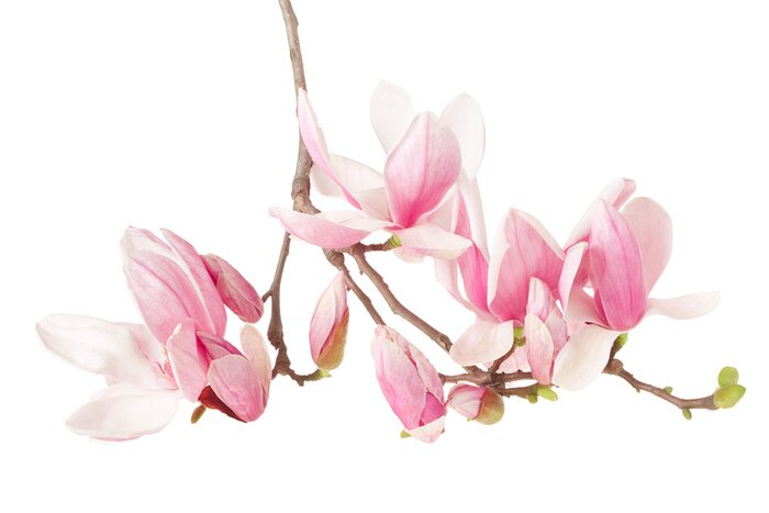 Papier peint  Brindille de magnolia rose sur fond blanc