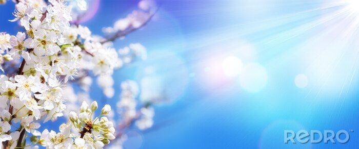 Papier peint  Brindille en fleurs de printemps contre le ciel