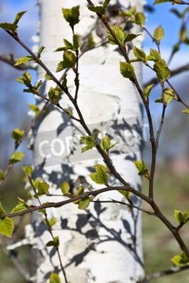 Papier peint  Brindilles d'un bouleau