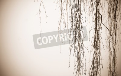 Papier peint  Brindilles de bouleau fines