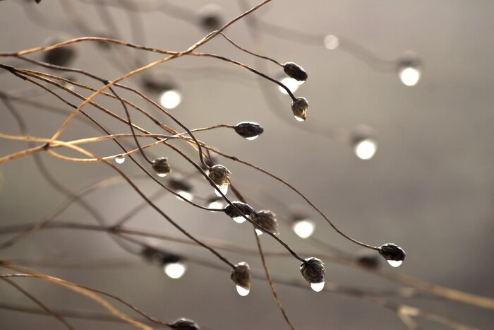 Papier peint  Brindilles délicates et rosée