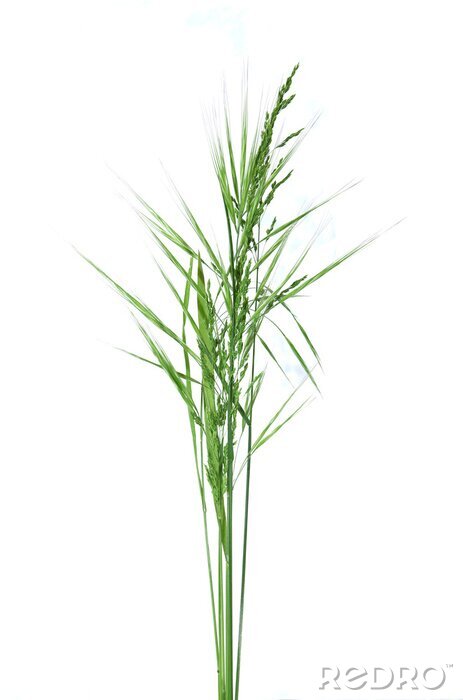 Papier peint  brins d'herbe