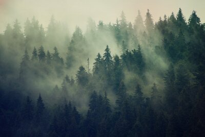 Papier peint  Brouillard au-dessus de la forêt de sapins verts