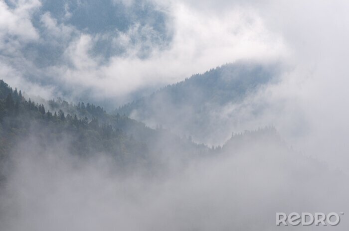 Papier peint  Brouillard avec un fragment de forêt