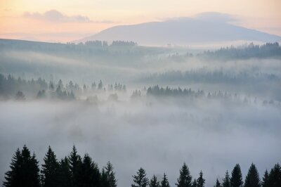 Papier peint  Brouillard couvrant la forêt