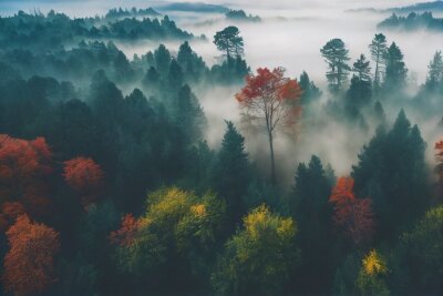 Papier peint  Brouillard d'automne dans la forêt