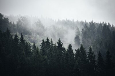 Papier peint  Brouillard dans la forêt norvégienne