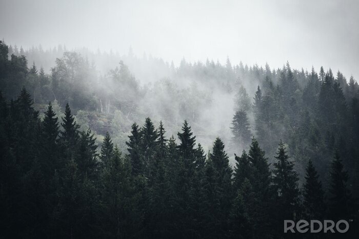 Papier peint  Brouillard dans la forêt norvégienne