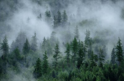 Papier peint  Brouillard dense et arbres