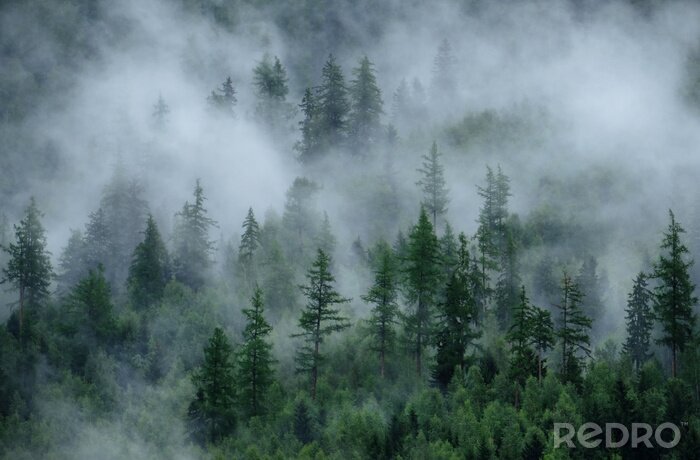 Papier peint  Brouillard dense et arbres