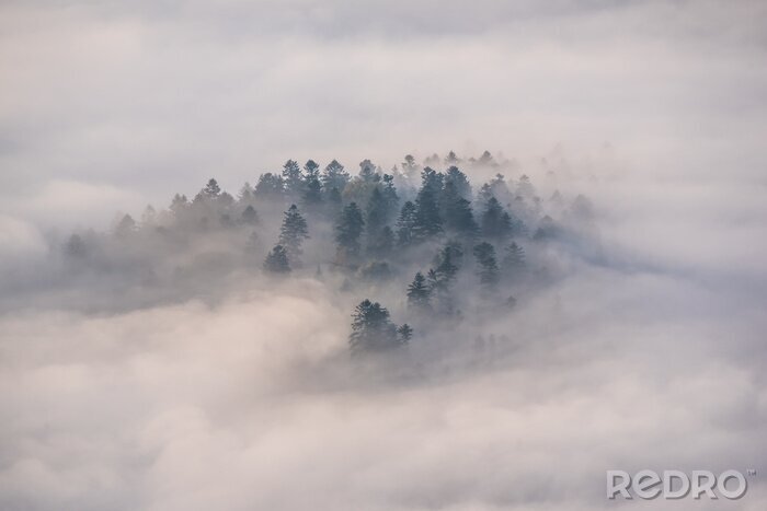 Papier peint  Brouillard et arbres à Pieniny