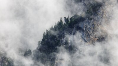 Papier peint  Brouillard et arbres au loin