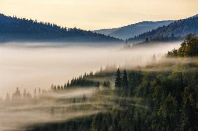 Papier peint  Brouillard matinal sur une forêt d'épicéas