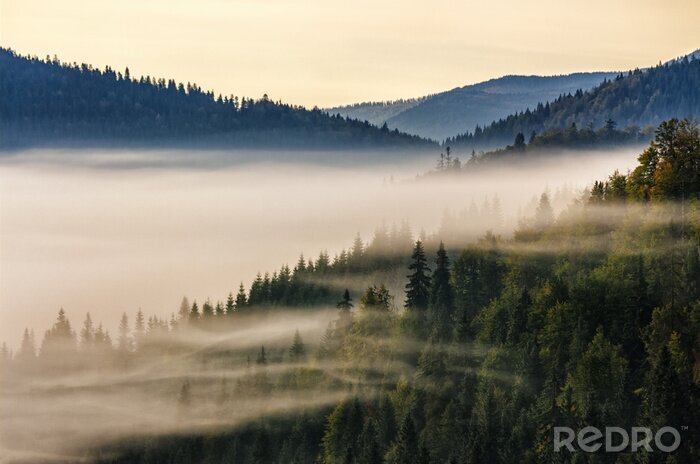Papier peint  Brouillard matinal sur une forêt d'épicéas