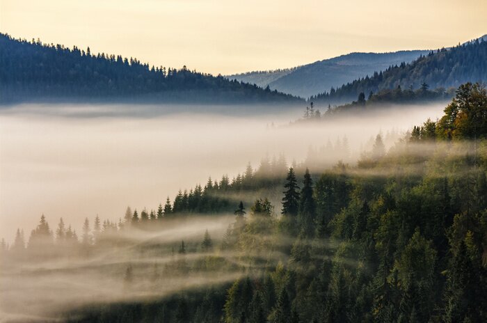 Papier peint  Brouillard matinal sur une forêt d'épicéas