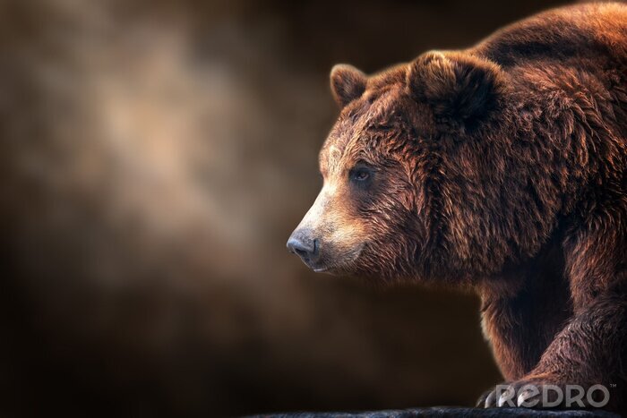 Papier peint  Brown bear close up portrait on dark background