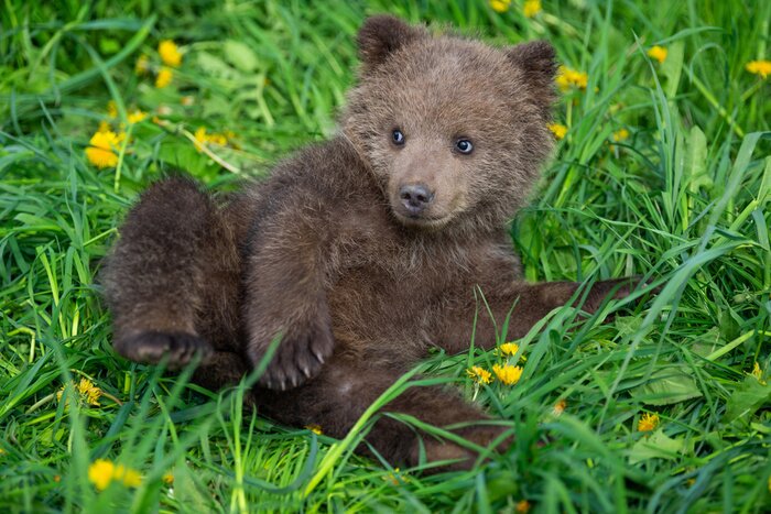 Papier peint  Brown bear cub playing on the summer field