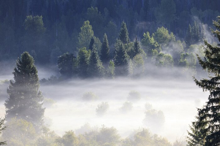 Papier peint  Brume blanche sur la forêt
