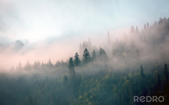 Papier peint  Brume du matin en forêt de montagne