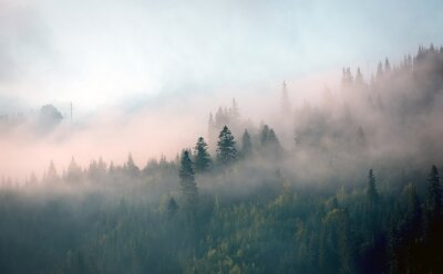 Papier peint  Brume du matin en forêt de montagne
