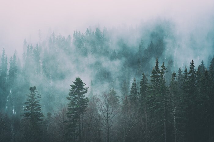 Papier peint  Brume forestière fraîche
