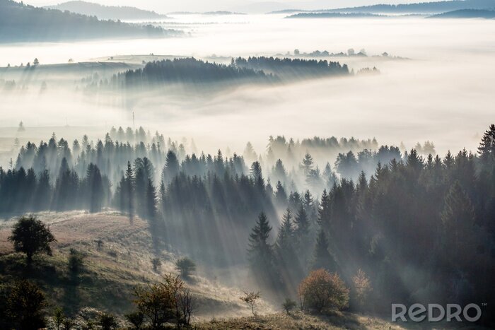 Papier peint  Brume matinale et forêt au soleil