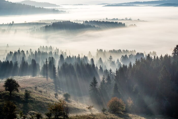 Papier peint  Brume matinale et forêt au soleil