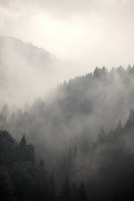 Brume matinale et forêt de montagne