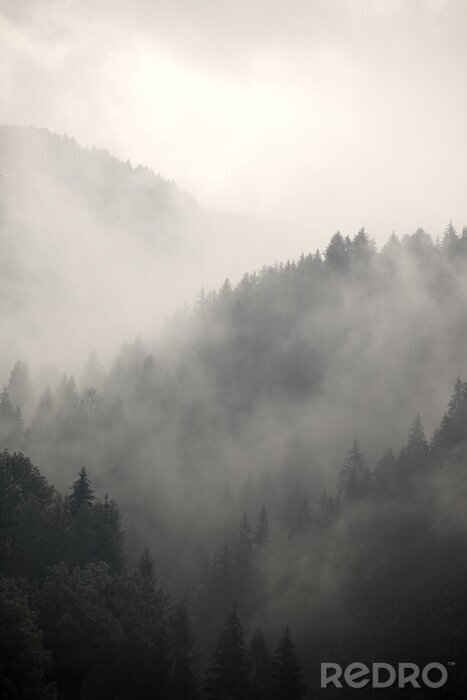 Papier peint  Brume matinale et forêt de montagne