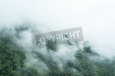 Papier peint  Brume sur le sol de la forêt