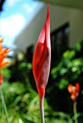 Papier peint  Bud of a Strelitzia bird of paradise flower, bokeh in the background